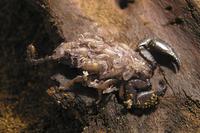 Iomachus politus - Tanzanian Long-Claw Scorpion