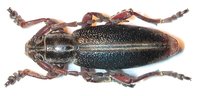 Dorcadion sturmi