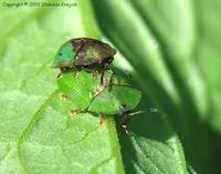 Cassida vibex