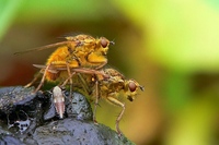 Scathophaga stercoraria - Yellow Dung Fly