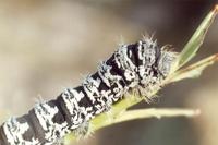 Brahmaea tancrei