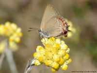 Satyrium esculi - False Ilex Hairstreak