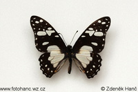 Graphium taboranus