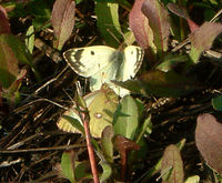 Colias hyale - Pale Clouded Yellow