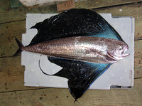 Pteraclis aesticola, Pacific fanfish: