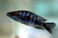 Otopharynx walteri, Aristochromis deep: