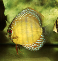 Symphysodon aequifasciatus, Blue discus: fisheries, aquarium
