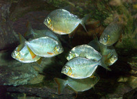 Pygopristis denticulata, Lobetoothed piranha: fisheries