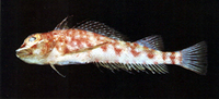 Helcogramma habena, :