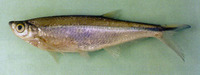 Oxygaster anomalura, :