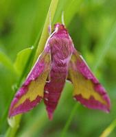 Deilephila porcellus - Small Elephant Hawk-moth