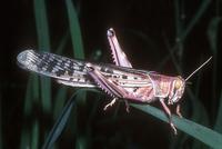 Schistocerca gregaria - Desert locust