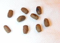Lamponius portoricensis
