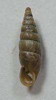 Cochlodina dubiosa corcontica