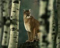 Image of: Puma concolor (cougar)