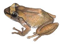 Image of: Eleutherodactylus coqui (Puerto Rican coqui)