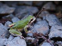 Image of: Hyla regilla (Pacific tree frog)