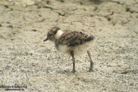 Vanellus vanellus - Lapwing