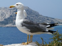 Larus michahellis - Western Yellow-legged Herring Gull