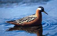 Phalaropus fulicarius - Grey Phalarope