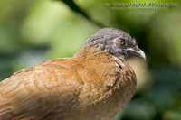 Ortalis vetula - Plain Chachalaca