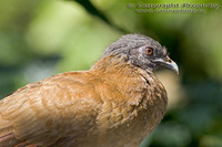 Ortalis vetula - Plain Chachalaca