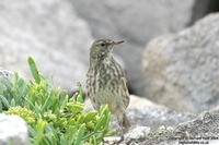 Anthus petrosus - Rock Pipit