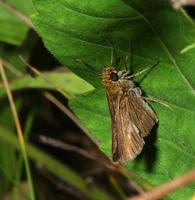 Image of: Thymelicus lineola (European skipper)