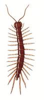 Image of: Lithobius forficatus