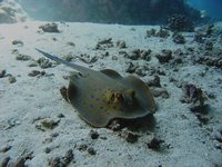 Taeniura lymma - Blue Spotted Fantail Stingray