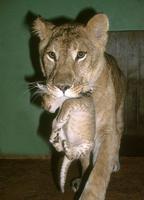 Panthera leo goojratensis - Indian Lion