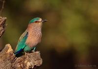 Image of: Coracias benghalensis (Indian roller)