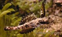 Dactylopus dactylopus - Fingered Dragonet