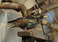 Image of: Sturnus vulgaris (European starling)