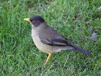 Image of: Turdus falcklandii (austral thrush)