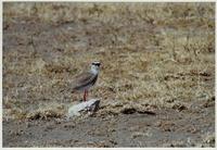 Image of: Vanellus coronatus (crowned plover)