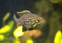 Paratilapia polleni