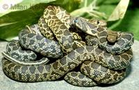 Hemorrhois hippocrepis
