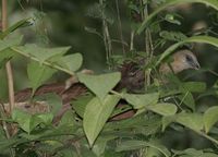 Bay Coucal - Centropus celebensis