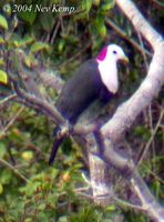 Red-naped Fruit Dove - Ptilinopus dohertyi