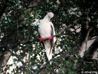 Red-footed Booby - Sula sula