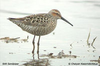 Stilt Sandpiper - Micropalama himantopus