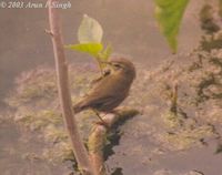 Smoky Warbler - Phylloscopus fuligiventer
