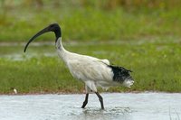 Australian White Ibis