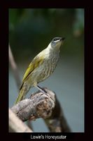 Lewin's Honeyeater