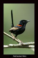 Red backed Fairy-wren