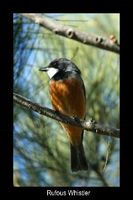 Rufous Whistler