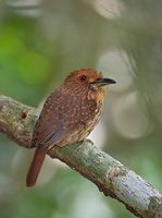 White-whiskered Puffbird (Malacoptila panamensis) photo