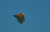 Black-collared Hawk - Busarellus nigricollis