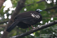 Trinidad Piping-Guan - Pipile pipile